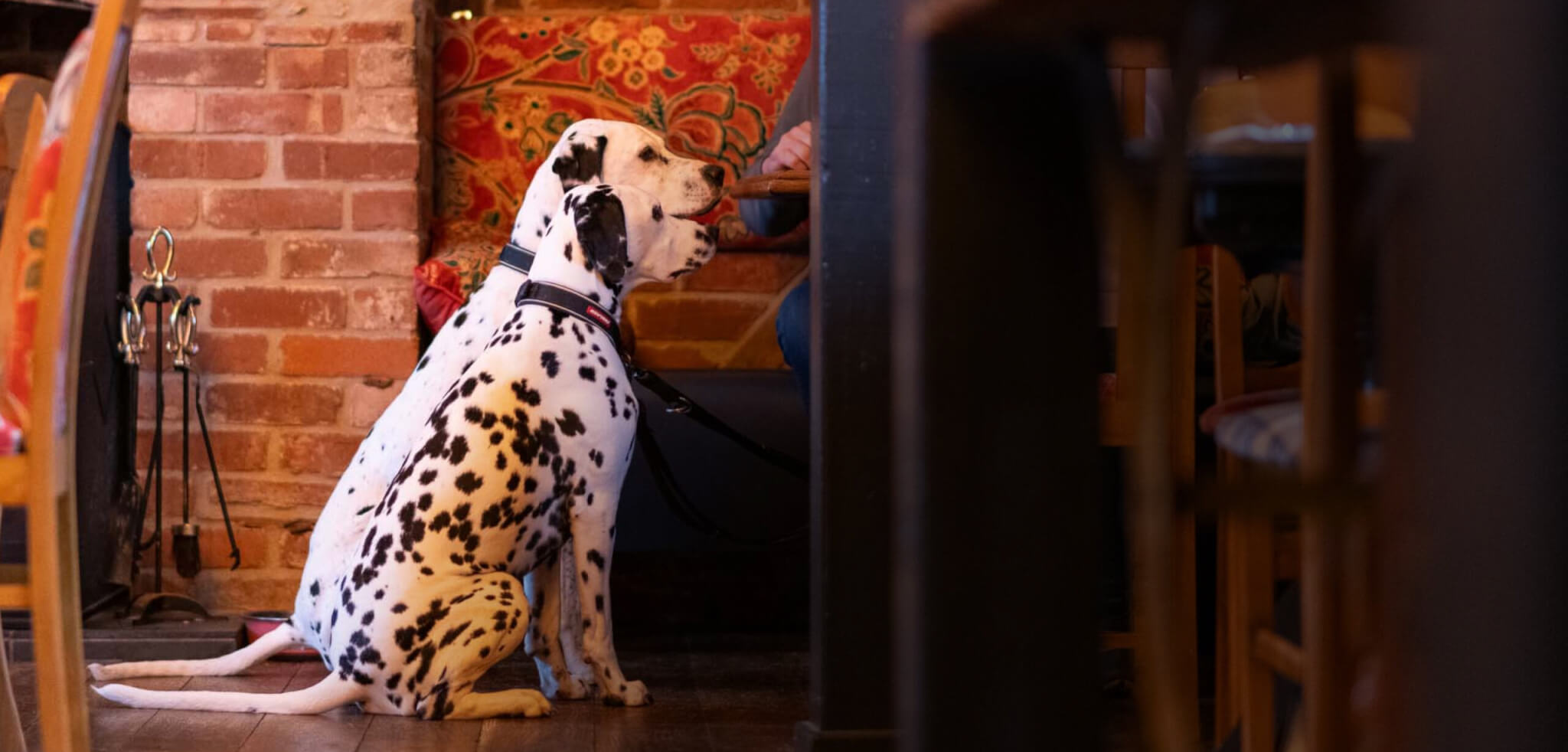 dine with your dog scaled